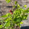 Dwarf Everbearing Black Mulberry Live Fruiting Tree Plant - Image 1