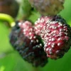 Dwarf Everbearing Mulberry Tree - Morus nigra Live Plant Edible Fruit - Image 1
