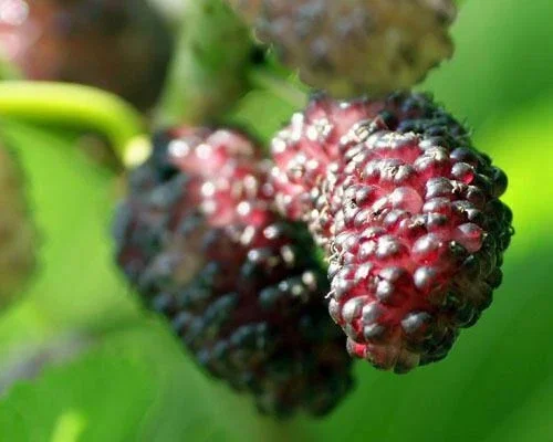 Dwarf Everbearing Mulberry Tree - Morus nigra Live Plant Edible Fruit Dwarf Everbearing Mulberry Tree - Morus nigra Live Plant Edible Fruit - Image 1