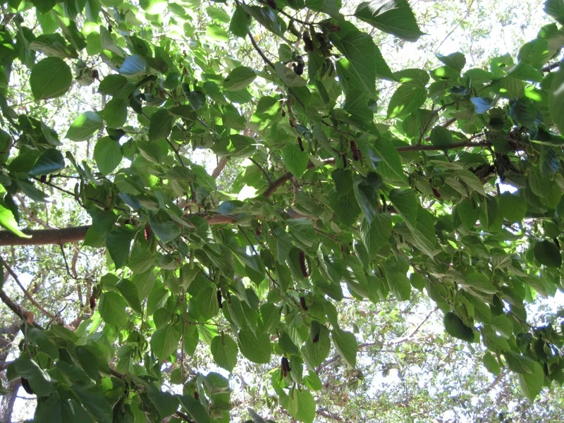 Dwarf Everbearing Mulberry Tree - Morus nigra Live Plant Edible Fruit Dwarf Everbearing Mulberry Tree - Morus nigra Live Plant Edible Fruit - Image 2