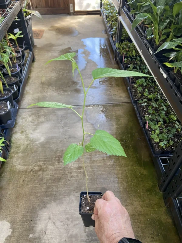 Dwarf Everbearing Mulberry Tree - Morus nigra Live Plant Edible Fruit Dwarf Everbearing Mulberry Tree - Morus nigra Live Plant Edible Fruit - Image 3