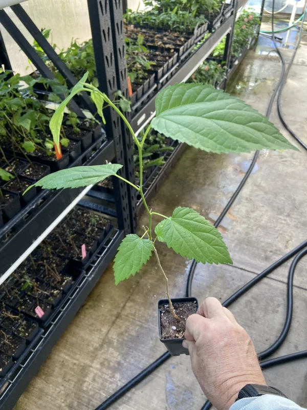 Dwarf Everbearing Mulberry Tree - Morus nigra Live Plant Edible Fruit Dwarf Everbearing Mulberry Tree - Morus nigra Live Plant Edible Fruit - Image 4