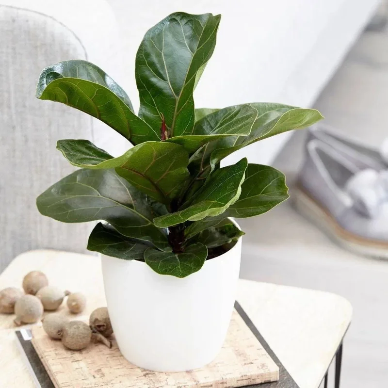 Dwarf Fiddle Leaf Fig Live Plant – Ficus Lyrata Bambino – 4" Pot – Indoor - Image 2