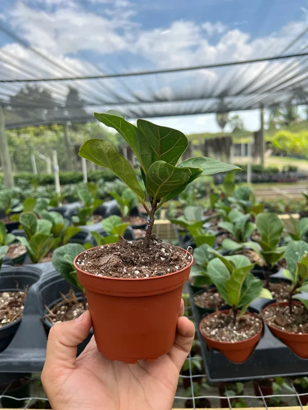 Dwarf Fiddle Leaf Fig Live Plant – Ficus Lyrata Bambino – 4" Pot – Indoor Dwarf Fiddle Leaf Fig Live Plant – Ficus Lyrata Bambino – 4" Pot – Indoor - Image 3