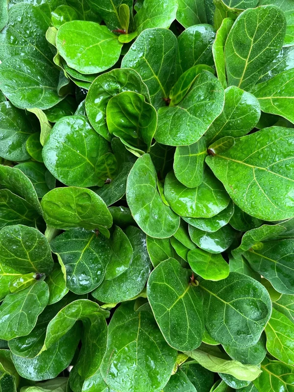 Dwarf Fiddle Leaf Fig Live Plant – Ficus Lyrata Bambino – 4" Pot – Indoor Dwarf Fiddle Leaf Fig Live Plant – Ficus Lyrata Bambino – 4" Pot – Indoor - Image 4