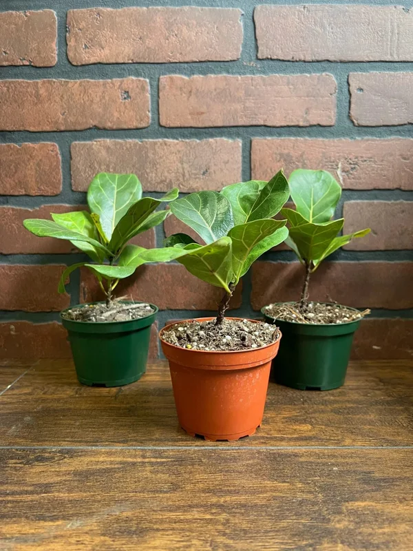 Dwarf Fiddle Leaf Fig Live Plant – Ficus Lyrata Bambino – 4" Pot – Indoor Dwarf Fiddle Leaf Fig Live Plant – Ficus Lyrata Bambino – 4" Pot – Indoor - Image 5