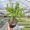 Dwarf Jade Portulacaria Bonsai Live Plant – 6" Pot – Indoor & Outdoor Succulent - Image 1