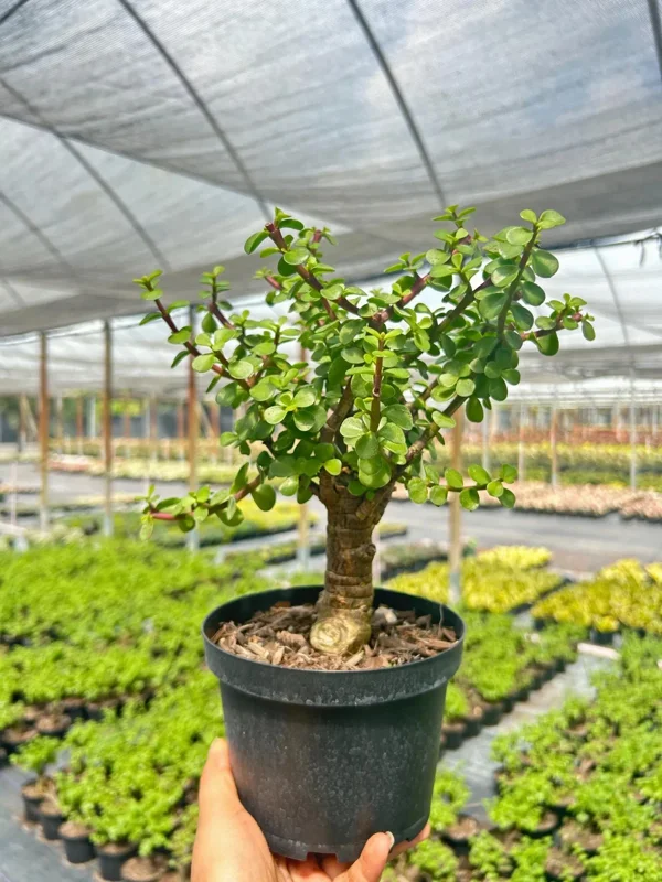 Dwarf Jade Portulacaria Bonsai Live Plant – 6" Pot – Indoor & Outdoor Succulent Dwarf Jade Portulacaria Bonsai Live Plant – 6" Pot – Indoor & Outdoor Succulent - Image 3