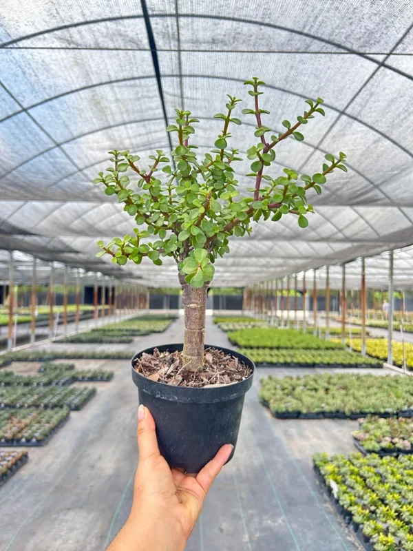 Dwarf Jade Portulacaria Bonsai Live Plant – 6" Pot – Indoor & Outdoor Succulent Dwarf Jade Portulacaria Bonsai Live Plant – 6" Pot – Indoor & Outdoor Succulent - Image 4