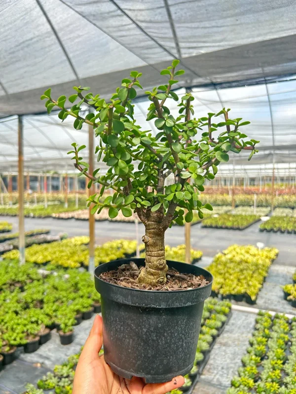 Dwarf Jade Portulacaria Bonsai Live Plant – Indoor & Outdoor Succulent – 6 Inch Pot - Image 2