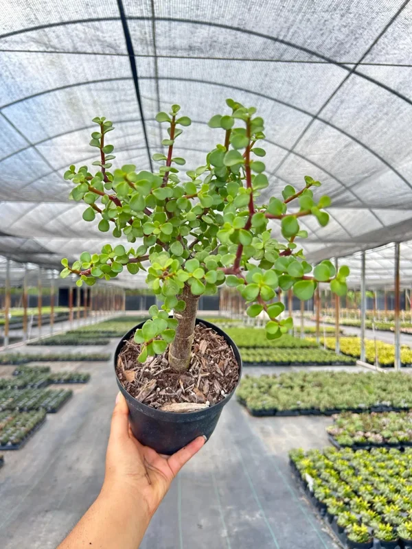 Dwarf Jade Portulacaria Bonsai Live Plant – Indoor & Outdoor Succulent – 6 Inch Pot - Image 1