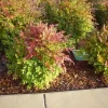 Dwarf Nandina Live Plant - Evergreen Shrub with Red Berries, 6-12" Tall, Outdoor Dwarf Nandina Live Plant - Evergreen Shrub with Red Berries, 6-12" Tall, Outdoor - Image 1