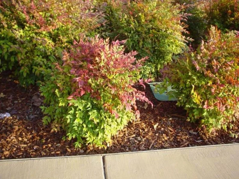Dwarf Nandina Live Plant - Evergreen Shrub with Red Berries, 6-12" Tall, Outdoor Dwarf Nandina Live Plant - Evergreen Shrub with Red Berries, 6-12" Tall, Outdoor - Image 1
