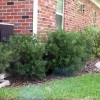 Dwarf Podocarpus 'Pringles' Live Plant – 6 inch Container – Hedge, Bonsai, Privacy Dwarf Podocarpus 'Pringles' Live Plant – 6 inch Container – Hedge, Bonsai, Privacy - Image 1