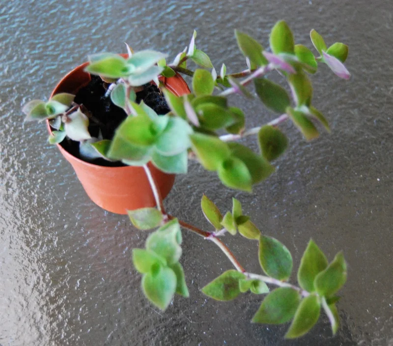 Dwarf Wandering Jew Callisia Repens Live Plant - Bolivian Chain Plant - Indoor/Outdoor - Image 2