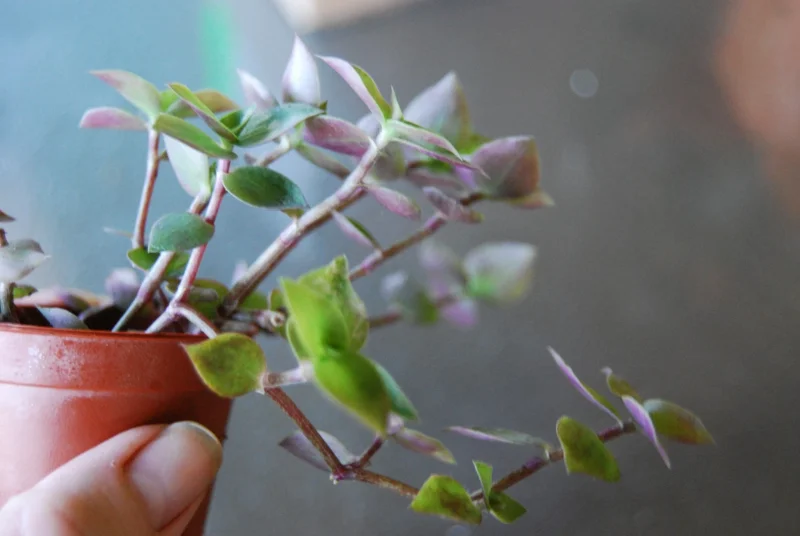 Dwarf Wandering Jew Callisia Repens Live Plant - Bolivian Chain Plant - Indoor/Outdoor Dwarf Wandering Jew Callisia Repens Live Plant - Bolivian Chain Plant - Indoor/Outdoor - Image 3
