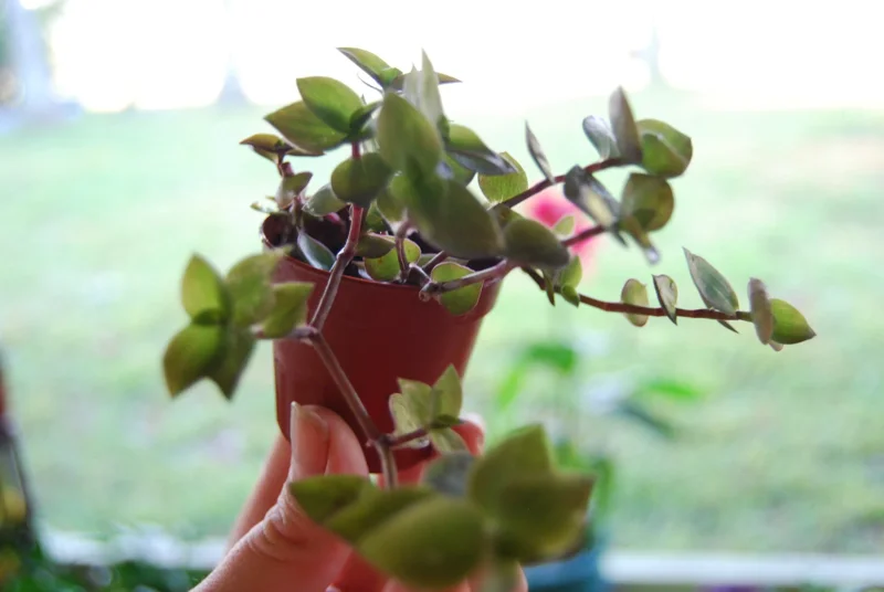 Dwarf Wandering Jew Callisia Repens Live Plant - Bolivian Chain Plant - Indoor/Outdoor Dwarf Wandering Jew Callisia Repens Live Plant - Bolivian Chain Plant - Indoor/Outdoor - Image 4