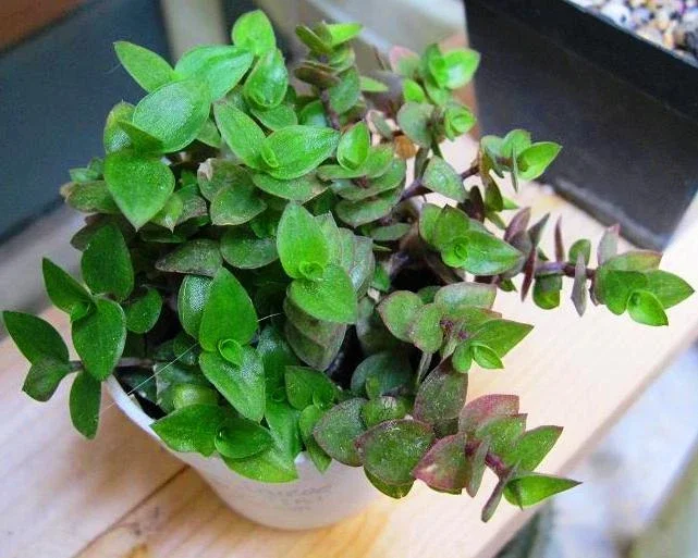 Dwarf Wandering Jew Callisia Repens Live Plant - Bolivian Chain Plant - Indoor/Outdoor - Image 1