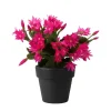 Easter Cactus Live Plant 4-6 Inch, Spring Blooming Houseplant, Easy Care Indoor - Image 1