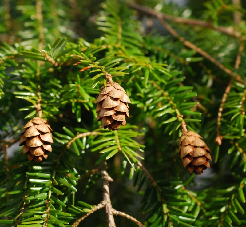 Eastern Hemlock Live Starter Plant – Evergreen Conifer – 6-8” Tall Eastern Hemlock Live Starter Plant – Evergreen Conifer – 6-8” Tall - Image 3