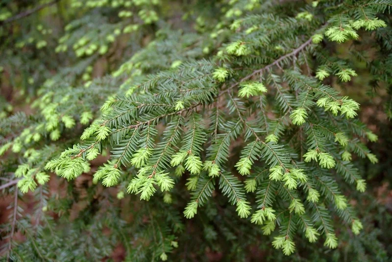 Eastern Hemlock Live Starter Plant – Evergreen Conifer – 6-8” Tall Eastern Hemlock Live Starter Plant – Evergreen Conifer – 6-8” Tall - Image 4