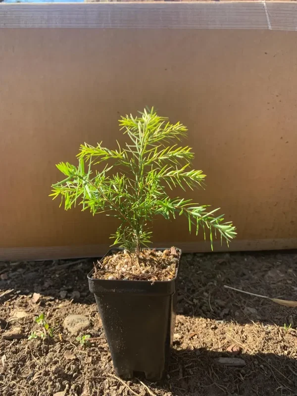 Eastern Hemlock Live Starter Plant – Evergreen Conifer – 6-8” Tall Eastern Hemlock Live Starter Plant – Evergreen Conifer – 6-8” Tall - Image 5