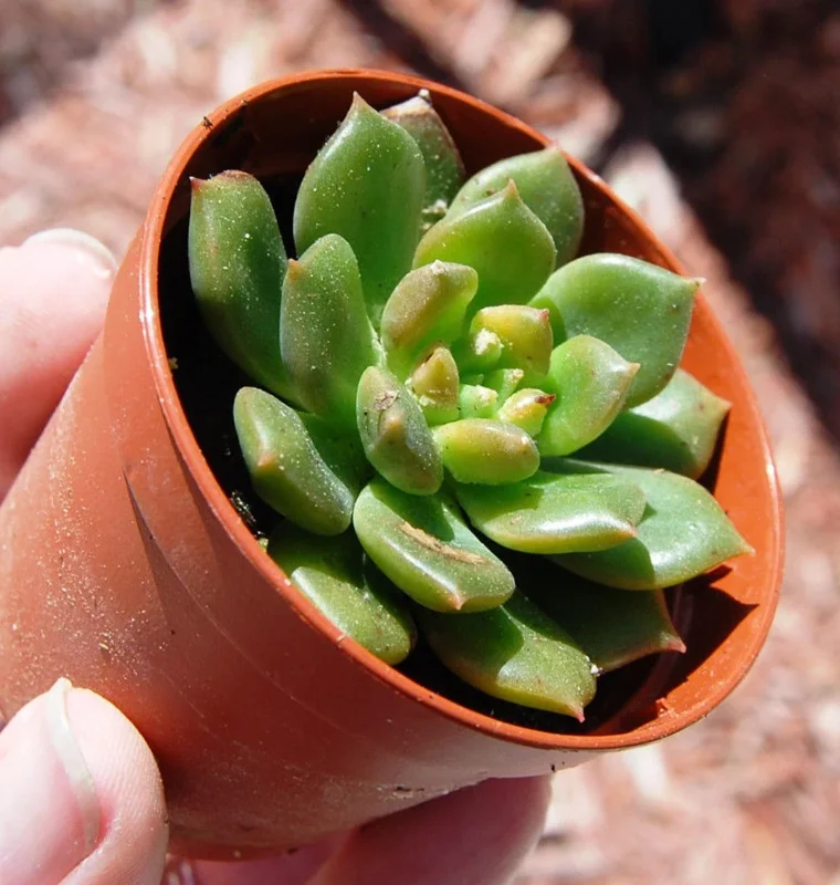Echeveria 'Sleepy' Green Succulent Live Plant – Slow Growing Rosette - Image 1
