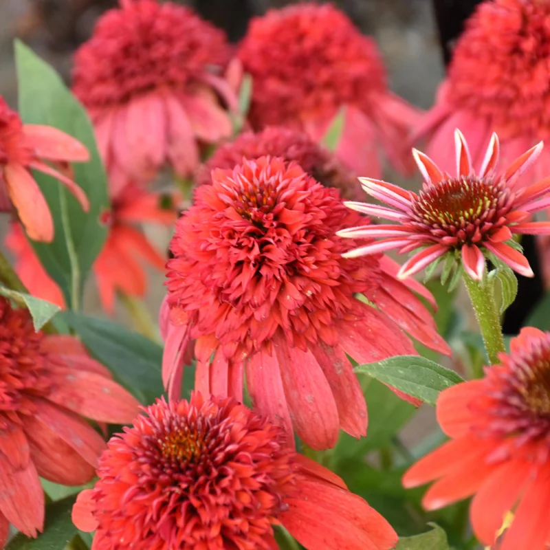 Echinacea 'Jamberry' Coneflower Live Plant - Perennial Outdoor - Image 1
