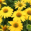Echinacea Sombrero Lemon Yellow Improved Coneflower Live Plant – 5.25" Pot Perennial Outdoor - Image 1