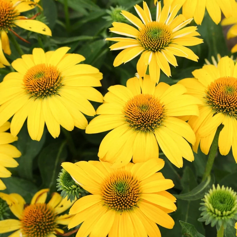 Echinacea Sombrero Lemon Yellow Improved Coneflower Live Plant – 5.25" Pot Perennial Outdoor Echinacea Sombrero Lemon Yellow Improved Coneflower Live Plant – 5.25" Pot Perennial Outdoor - Image 1