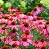 Echinacea Summersong Firefinch Coneflower Live Plant – Perennial – 5.25 inch Pot - Image 1