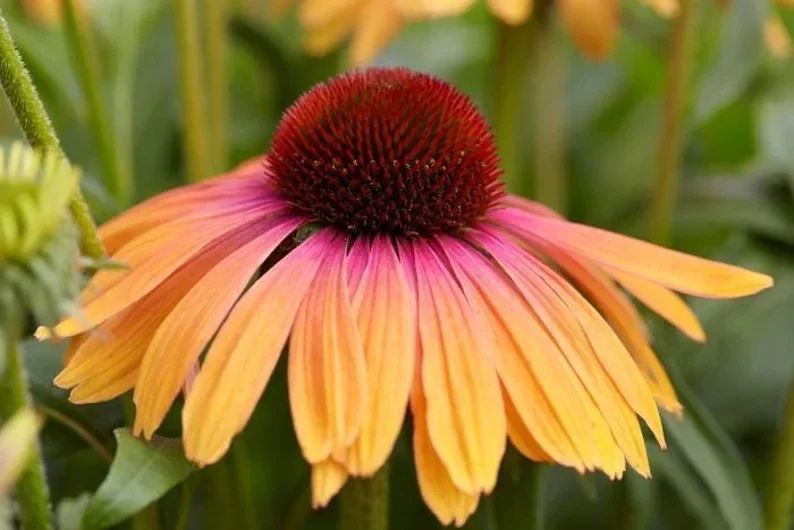 Echinacea Yellow Rainbow Marcella Coneflower Live Plant – Outdoor Perennial - Image 2