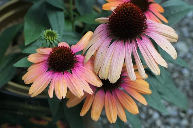 Echinacea Yellow Rainbow Marcella Coneflower Live Plant – Outdoor Perennial Echinacea Yellow Rainbow Marcella Coneflower Live Plant – Outdoor Perennial - Image 3