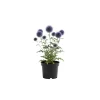 Echinops Blue Glow Plant Plug – Live Plant – Blue Globe Thistle for Outdoor Garden Echinops Blue Glow Plant Plug – Live Plant – Blue Globe Thistle for Outdoor Garden - Image 1