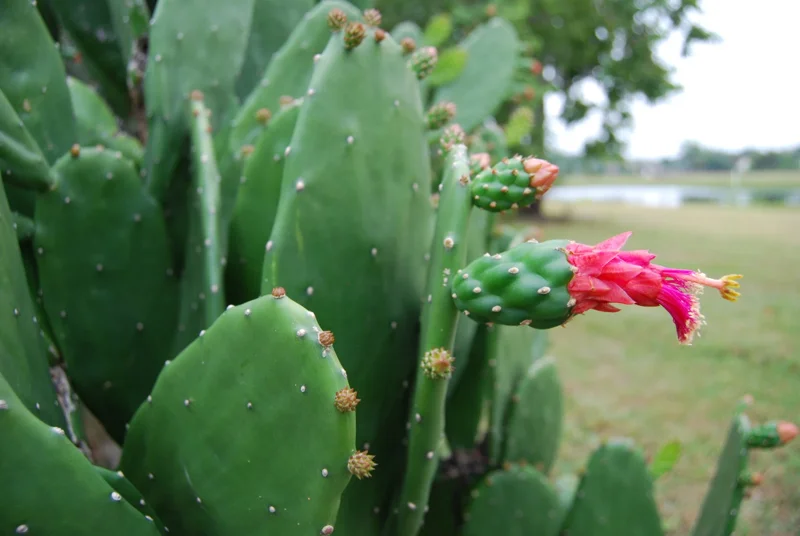 Edible Prickly Pear Cactus Pads – Spineless – Fresh Bulk – 1 Pound Edible Prickly Pear Cactus Pads – Spineless – Fresh Bulk – 1 Pound - Image 4