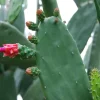 Edible Prickly Pear Cactus Pads – Spineless – Fresh Bulk – 1 Pound - Image 1
