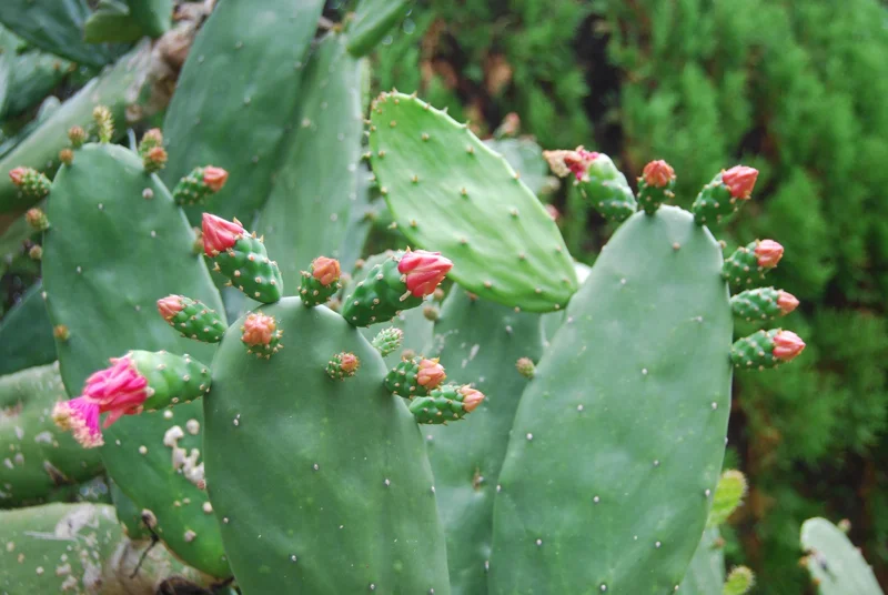 Edible Prickly Pear Cactus Pads – Spineless – Fresh Bulk – 1 Pound Edible Prickly Pear Cactus Pads – Spineless – Fresh Bulk – 1 Pound - Image 5