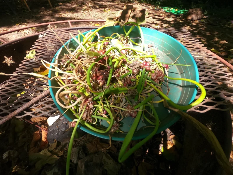 Egyptian Walking Onion Plants – Heirloom Perennial Live Plant – Organic – 1 Plant Egyptian Walking Onion Plants – Heirloom Perennial Live Plant – Organic – 1 Plant - Image 6