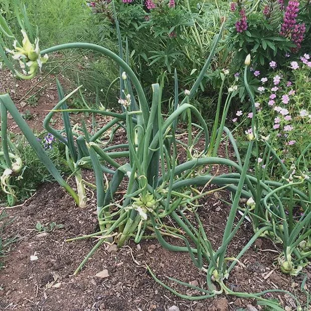 Egyptian Walking Onion Plants – Heirloom Perennial Live Plant – Organic – 1 Plant Egyptian Walking Onion Plants – Heirloom Perennial Live Plant – Organic – 1 Plant - Image 7