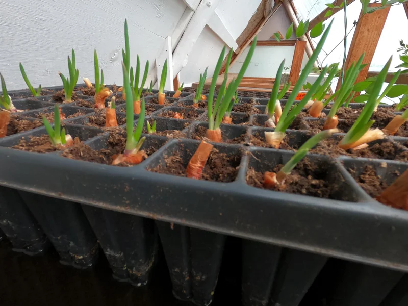 Egyptian Walking Onion Plants – Heirloom Perennial Live Plant – Organic – 1 Plant Egyptian Walking Onion Plants – Heirloom Perennial Live Plant – Organic – 1 Plant - Image 1