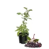 Elderberry Live Plant 4-7 Inch – Sambucus Shrub Starter – Hardy Outdoor - Image 1