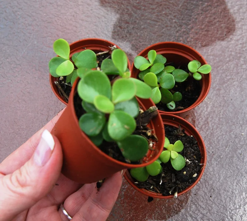 Elephant Bush Live Plant - Portulacaria Afra Solid Green Bonsai - Mini Jade Tree - Image 2