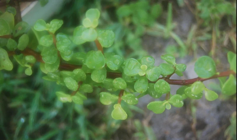 Elephant Bush Live Plant - Portulacaria Afra Solid Green Bonsai - Mini Jade Tree Elephant Bush Live Plant - Portulacaria Afra Solid Green Bonsai - Mini Jade Tree - Image 3