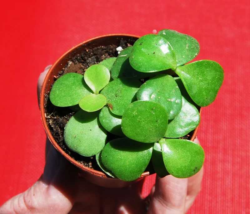 Elephant Bush Live Plant - Portulacaria Afra Solid Green Bonsai - Mini Jade Tree Elephant Bush Live Plant - Portulacaria Afra Solid Green Bonsai - Mini Jade Tree - Image 4