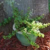 Elephant Bush Live Plant - Portulacaria Afra Solid Green Bonsai - Mini Jade Tree Elephant Bush Live Plant - Portulacaria Afra Solid Green Bonsai - Mini Jade Tree - Image 1