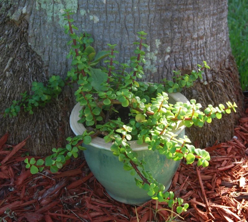 Elephant Bush Live Plant - Portulacaria Afra Solid Green Bonsai - Mini Jade Tree - Image 1