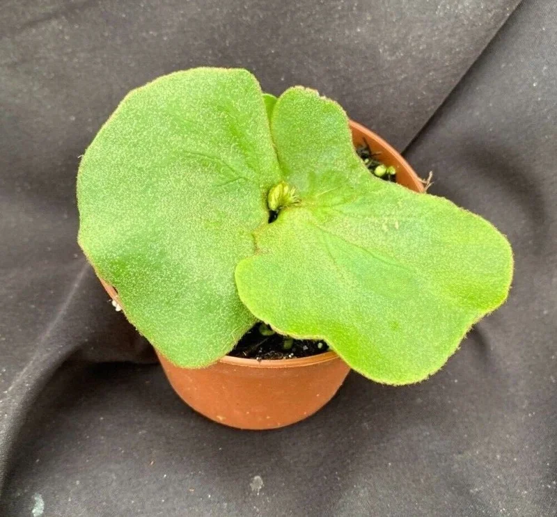 Elephant Ear Staghorn Fern Live Plant - Platycerium elephantotis - 3" Pot Elephant Ear Staghorn Fern Live Plant - Platycerium elephantotis - 3" Pot - Image 1