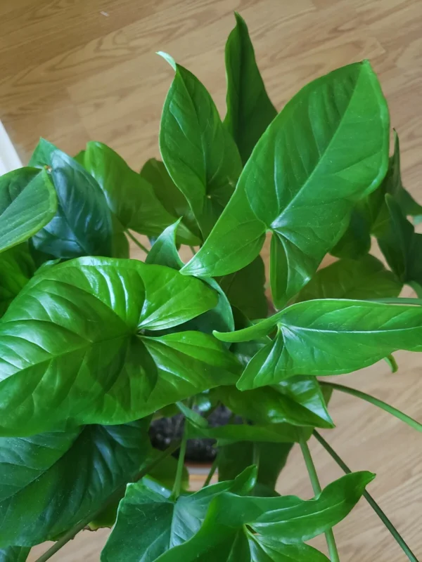 Emerald Gem Arrowhead Vine Live Plant - Syngonium Podophyllum Indoor - Image 1