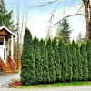 Emerald Green Arborvitae Live Plant – Cold Hardy Evergreen Privacy Shrub Emerald Green Arborvitae Live Plant – Cold Hardy Evergreen Privacy Shrub - Image 1