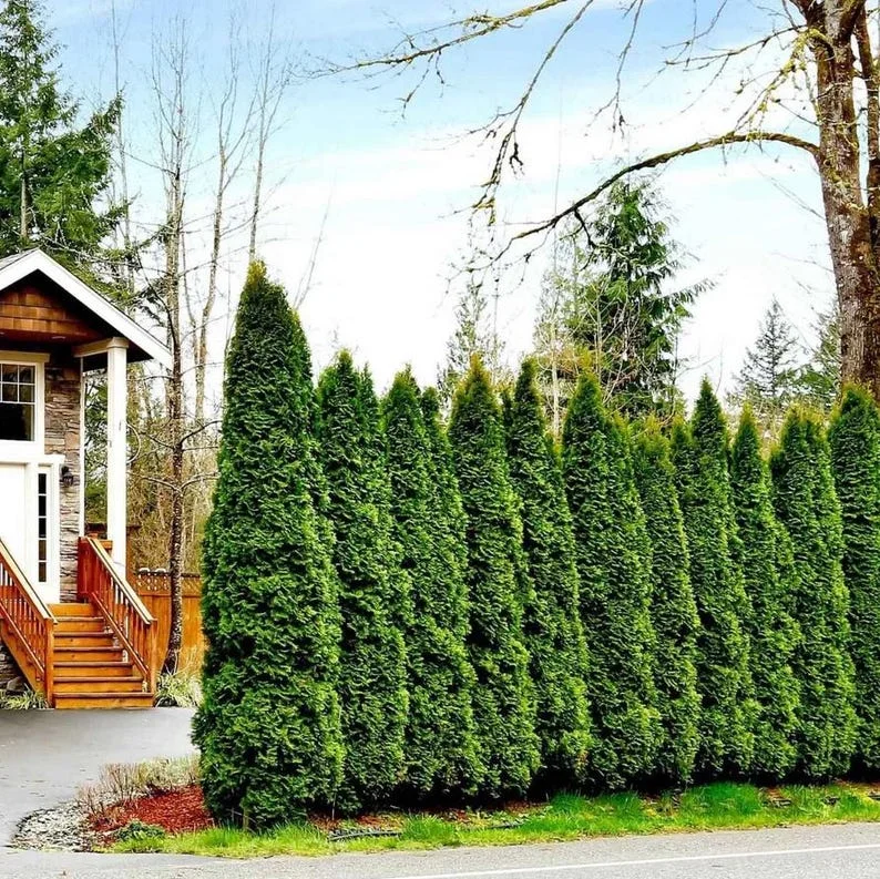 Emerald Green Arborvitae Live Plant – Cold Hardy Evergreen Privacy Shrub Emerald Green Arborvitae Live Plant – Cold Hardy Evergreen Privacy Shrub - Image 1
